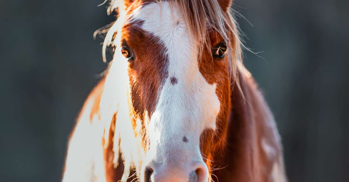 Why Spay Isn’t Always The Way For Mares – And How To Tell When It’s ...