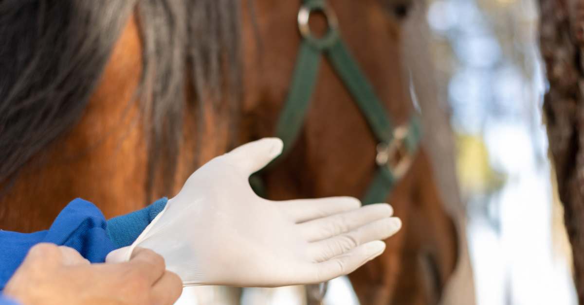 Equine Disease Communication Center Joins With USEF On Biosecurity