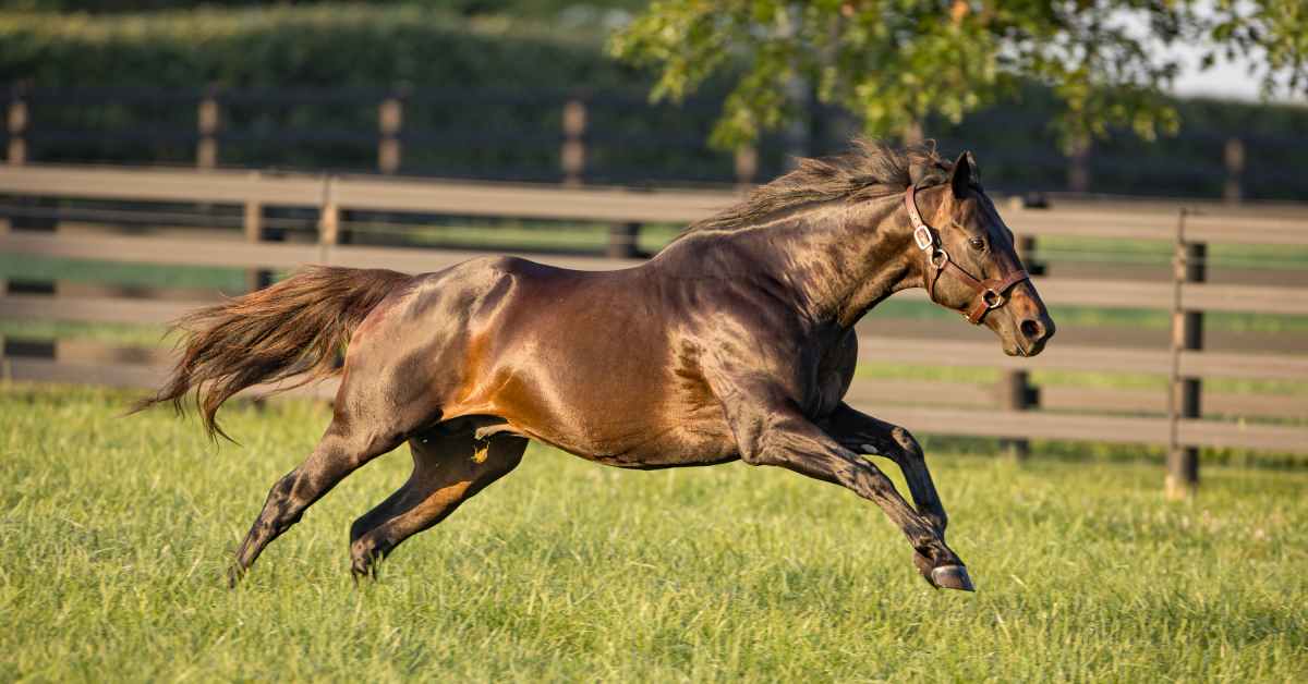 FirstCrop Sire Watch Presented By Buckland Sales 2024 FasigTipton