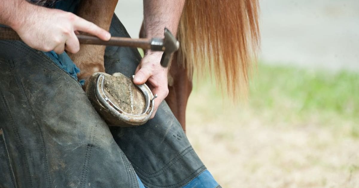 Biosecurity: Farriers Can Help Prevent Spread Of Disease - Paulick ...