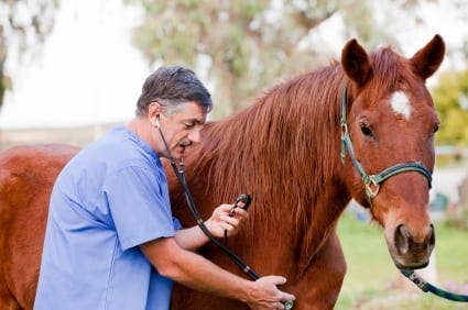 Eight Horses Confirmed Positive For Pigeon Fever In Kentucky Paulick Eight horses confirmed positive for pigeon fever in kentucky paulick