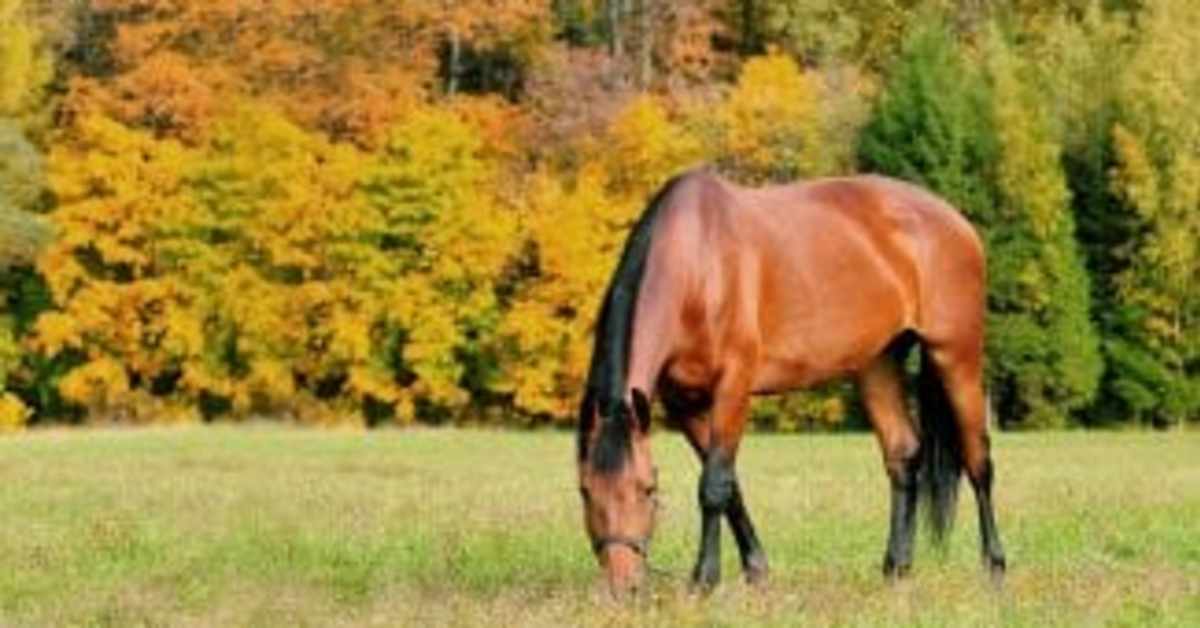 How Sweet It Is When Are Sugar Levels In Grass Lowest? Paulick