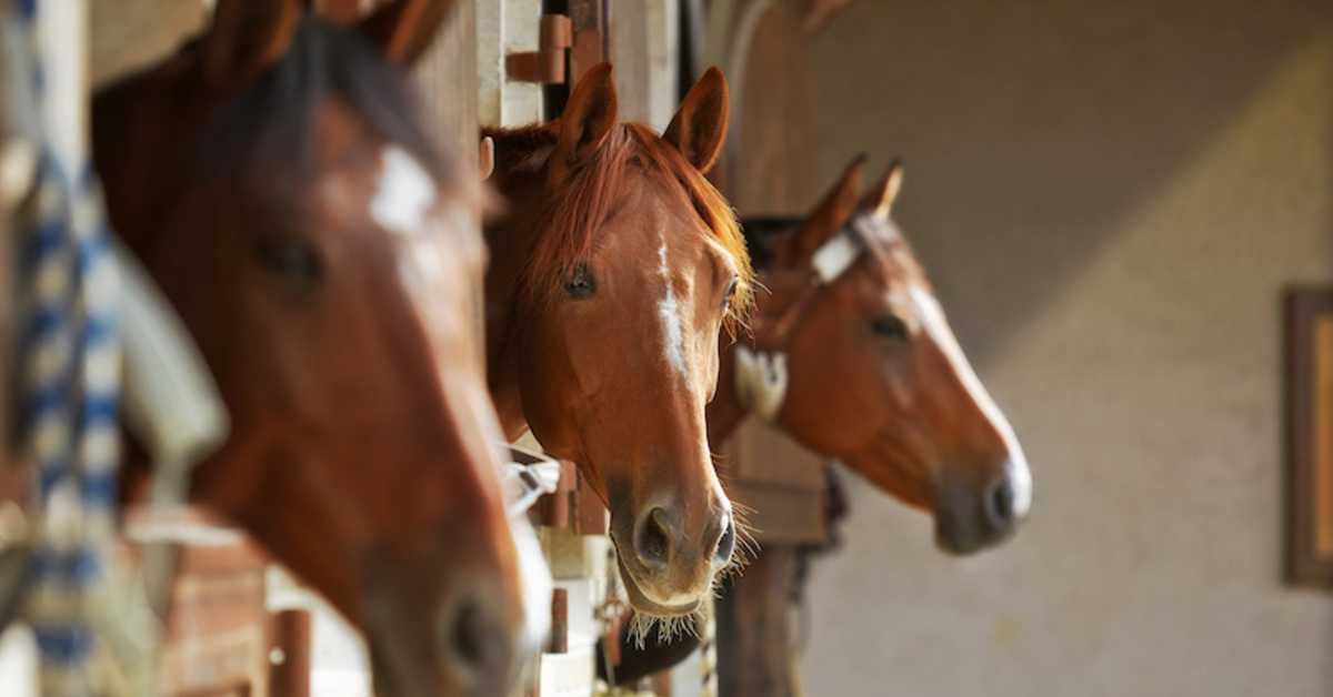 Morris Animal Foundation Announces Ten Grants To Fund Equine Research