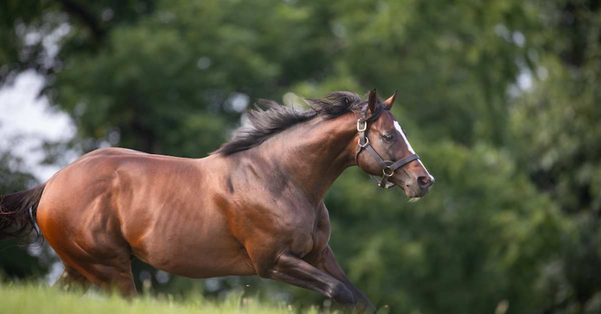 FirstCrop Sire Watch Presented By Spendthrift Farm 2024 FasigTipton