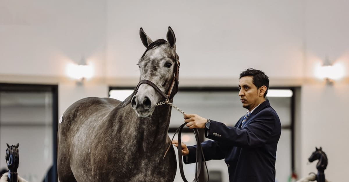 Six Added To 2024 Texas 2YearOlds In Training Sale Catalog Paulick