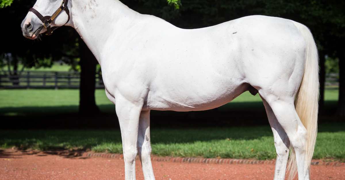 $1.2-Million Tapit Colt Tops OBS March Sale Opener - Paulick Report ...