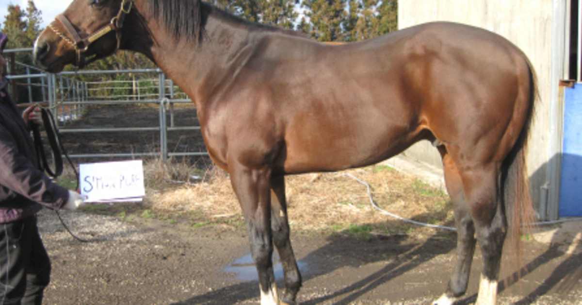 Graded-Placed Runner, Veteran Sire Simon Pure Dies In Korea At Age 22