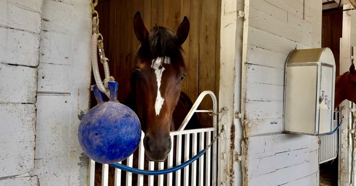 Wathnan Racing Buys Instant Replay Ahead Of Indiana Derby - Paulick ...