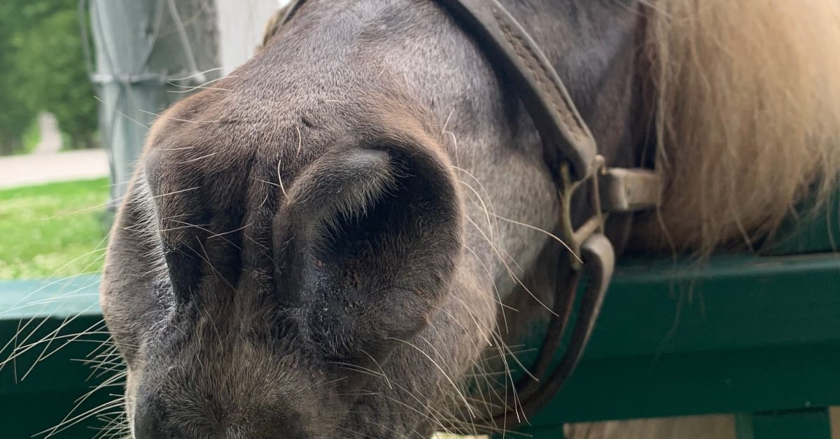 'Irreplaceable': Old Friends' Little Silver Charm Succumbs To Old Age ...