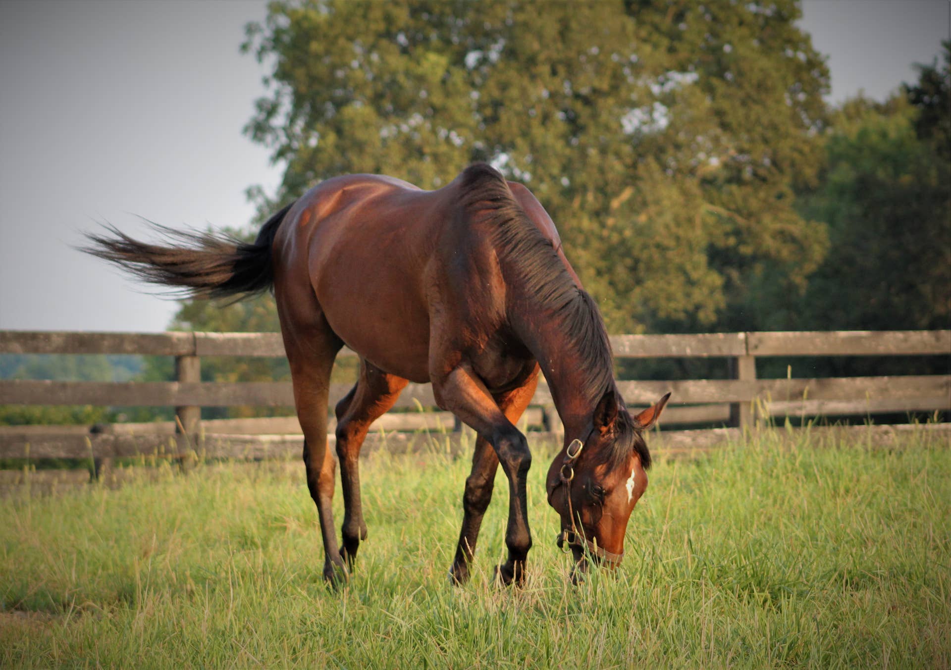 Can Horses Sniff Out Poisonous Plants? Study Suggests It's Possible ... - Can Dogs Safely Eat Horse Pasture Plants