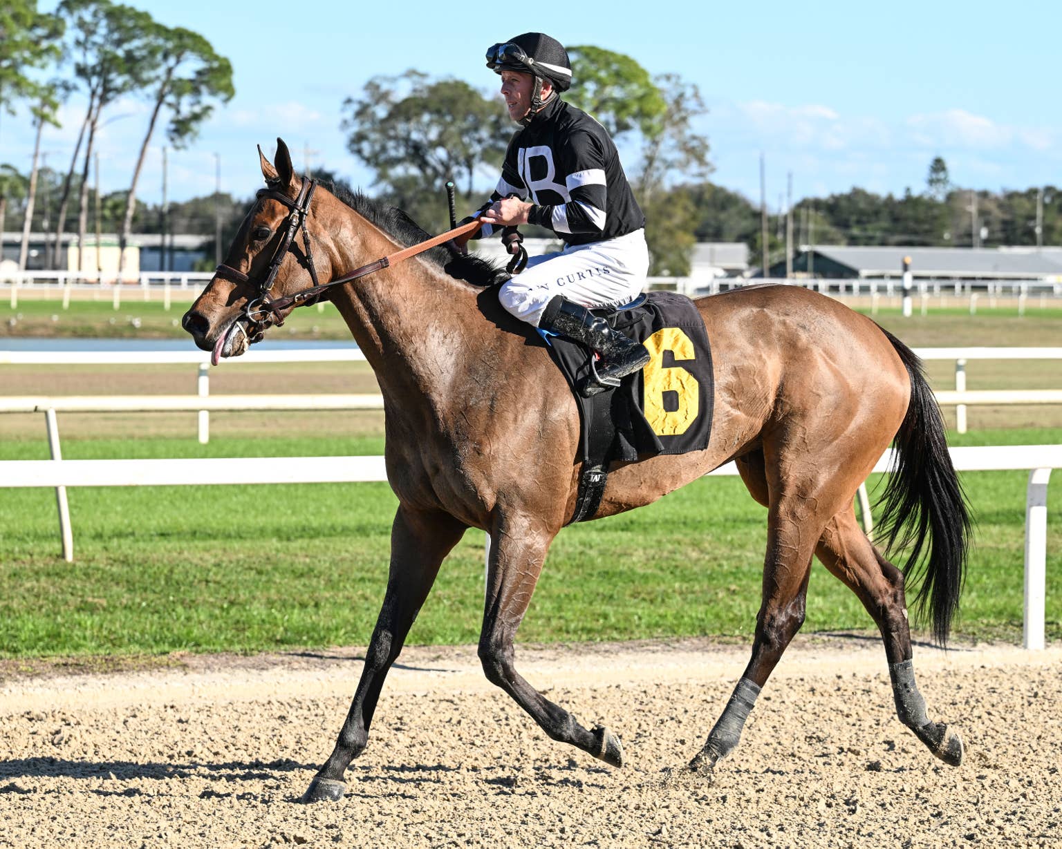 Tampa Bay Downs: Drexel Hill Wins Wayward Lass, Tessellate Takes Gasparilla