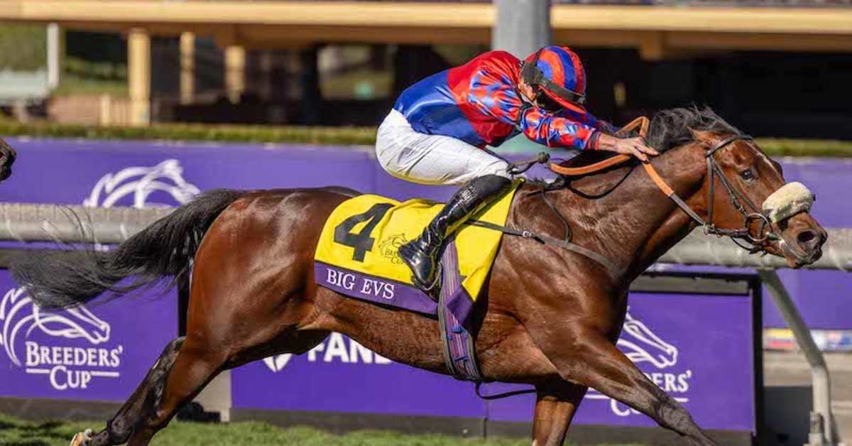 Breeders' Cup Winner Big Evs To Stand At TallyHo Stud In England In