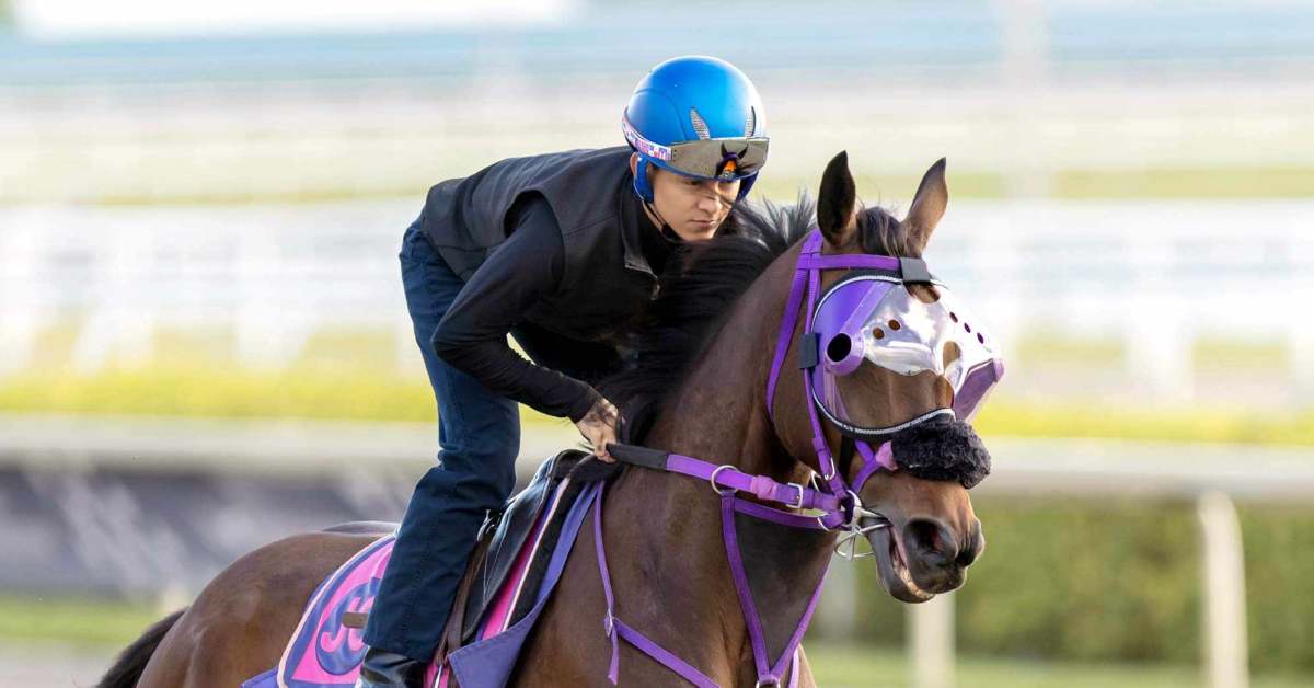 Horse racing goggles deals