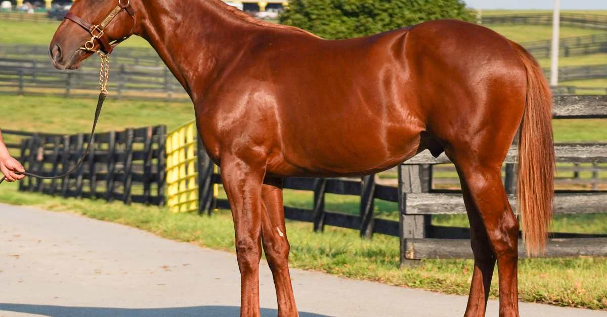 Auction Focus: Hip 1069, By Munnings, From Stone Farm At