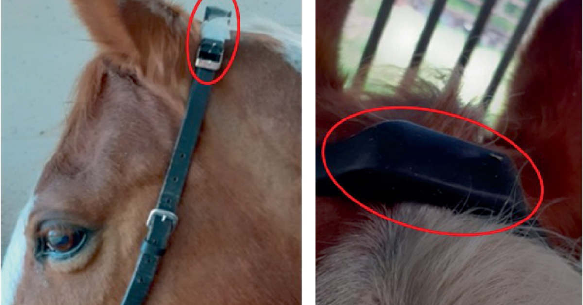 https://paulickreport.com/.image/ar_1.91,c_fill,cs_srgb,fl_progressive,g_faces:center,q_auto:good,w_1200/MjE4NjEzNjkyNTU4NzQ3NDg0/evj14132-fig-0001-m.jpg