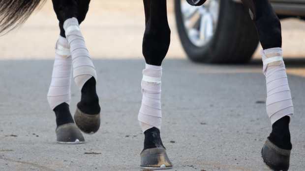 horse legs rundown bandages feet generic