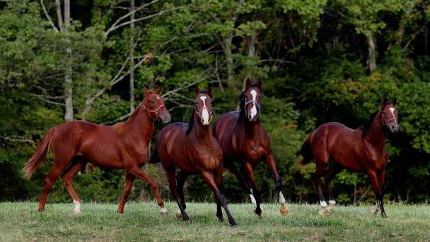 Yearlings Horses In A Field At An Ohio Farm