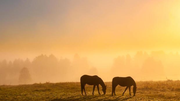 horses in field