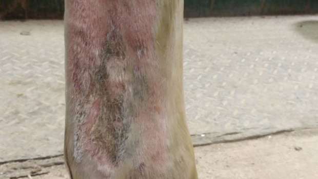 Pastern dermatitis can be especially stubborn. Sarah Coleman Photo