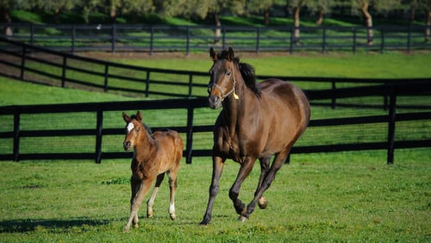 Mother and baby horse running through a fenced pasture