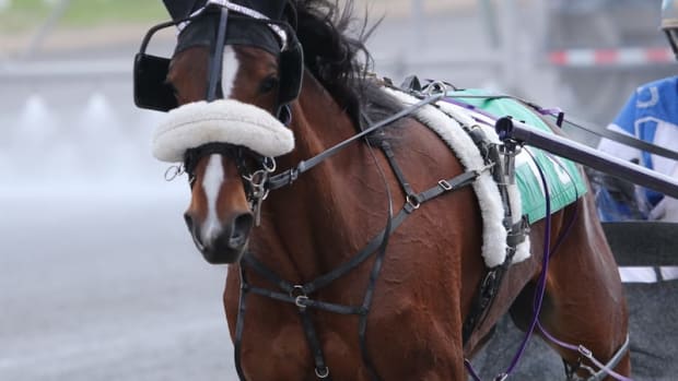 Harness Racing At The Track