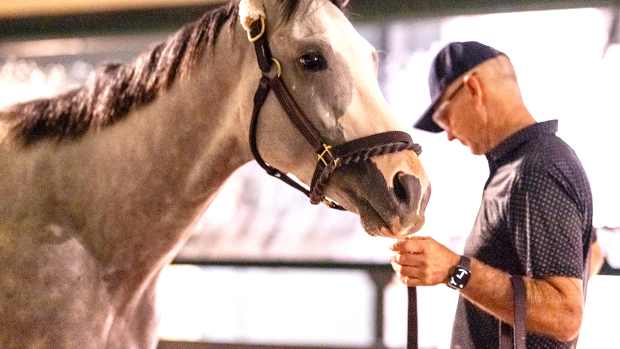 Sandman at Pimlico