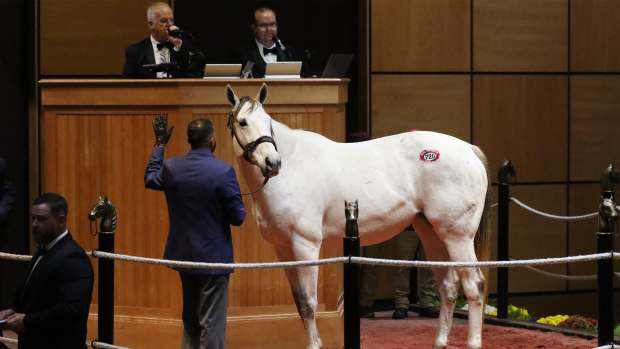 Streak of Luck, dam of Ted Noffey, the presumptive 2-year-old male champion after his win in the Breeders' Cup Juvenile, brought the top price of $6.2 million at Fasig-Tipton's November Sale. She was sold believed to be pregnant to Not This Time.