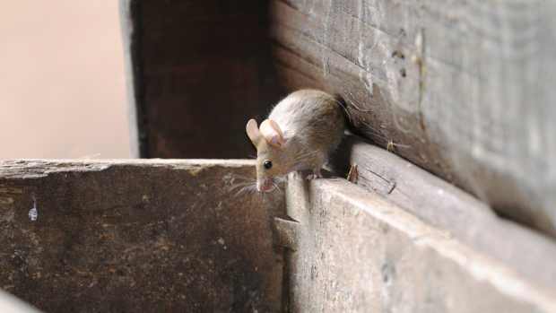 mouse in barn