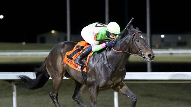 Surly Furious, under Luan Machado, en route to victory in the 2024 Forego at Turfway Park