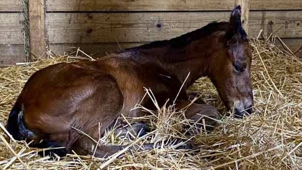 The first foal by Chess Chief, a filly out of the Chitu mare Dear Mama Mia