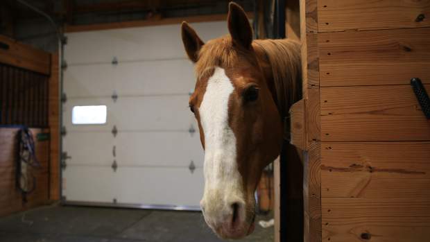 Marsha Becomes Highest-Priced Horse Ever Sold At A European Auction -  Paulick Report | Latest news and commentary from the horse racing and  equine world