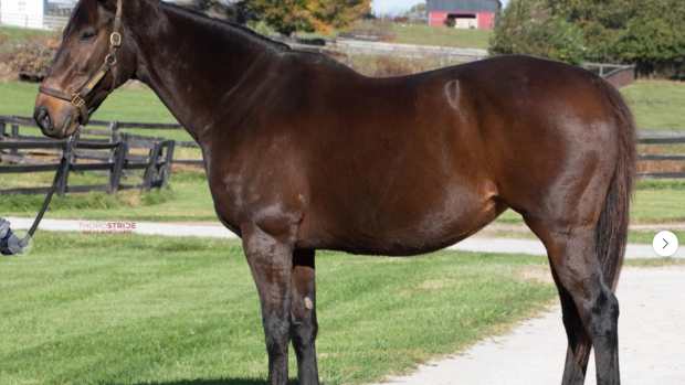 At the Keeneland November Breeding Stock Sale, Evan Sandhu of Ontario’s Amplify Stables purchased Lady de Peron (GB), a Kingman (GB)–Madam President (GB) mare in foal to Up to the Mark for $20,000.