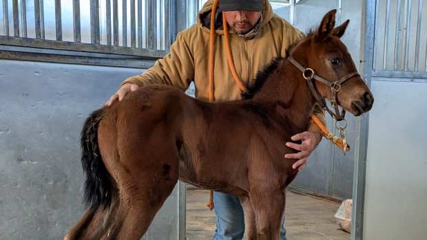 The first foal by Brickyard Ride, a filly by To the Limits