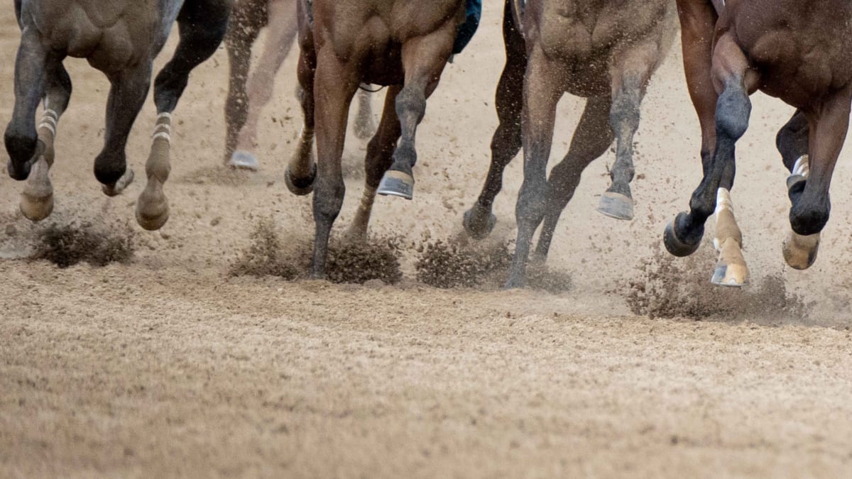 Is Your Horse Showing Signs of Problems in its Hind Legs? — Park