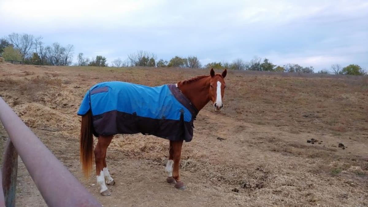 Blanket Your Horse Without Getting Tangled - Pro Equine Grooms