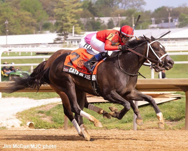 Cats Inthe Timber Notches First Stakes Win In Weber City Miss, Gains  Black-Eyed Susan Berth - Paulick Report | Latest news and commentary from  the horse racing and equine world