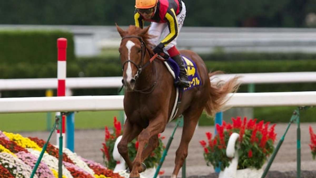競馬　EPOCH HORSE RACING スペシャルウィーク 競馬 EPOCH HORSE RACING スペシャルウィーク 競馬 EPOCH HORSE