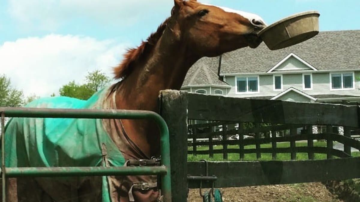 Horse feed stores around me top