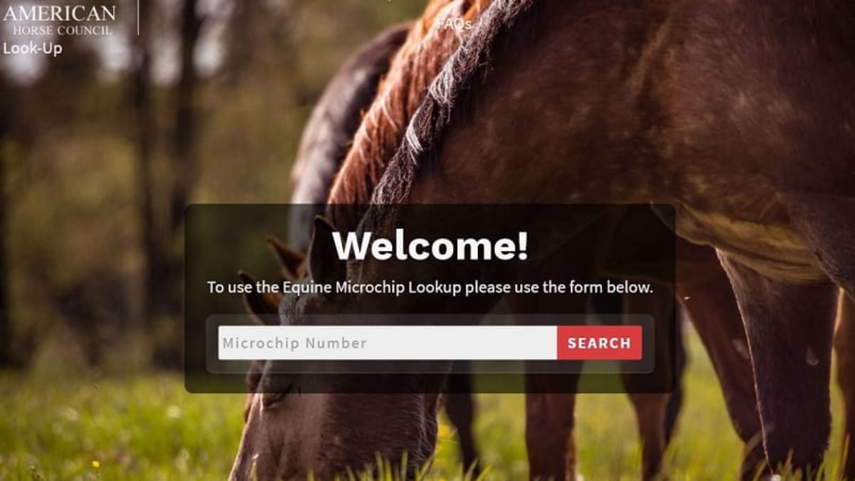 American Horse Council Joins Forces with AKC Reunite Over 1