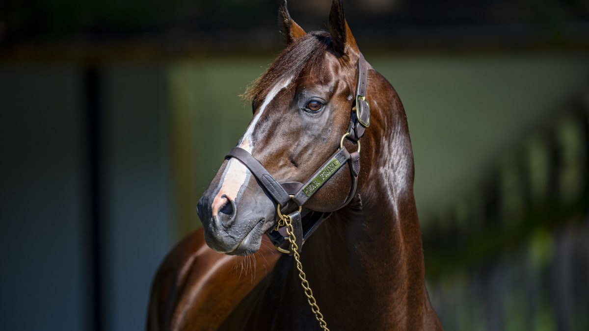 War Front Leads Claiborne Farm's 2025 Stallion Roster At