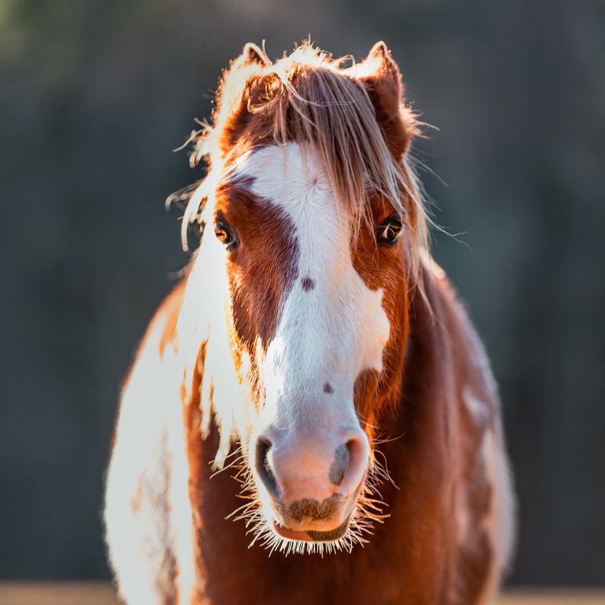 Angry horse hi-res stock photography and images - Alamy, image size:1200x1200