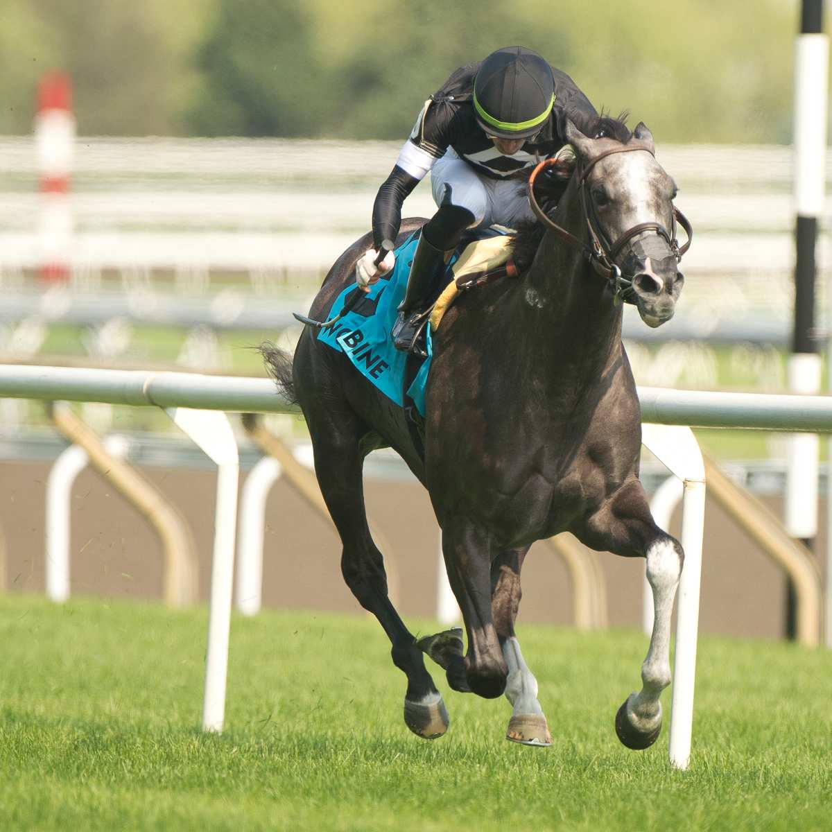 Time To Dazzle Takes Ontario Colleen To Launch Graded Stakes Double For  Mark Casse - Paulick Report | Shining Light on the Horse Industry