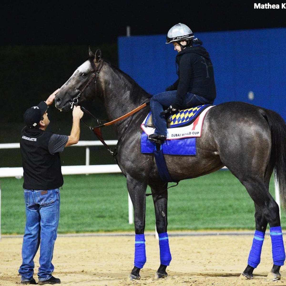 Primed For Another Huge Effort, Arrogate 'Has The World At His Feet' - Paulick Report | Latest news and commentary from the horse racing and equine world