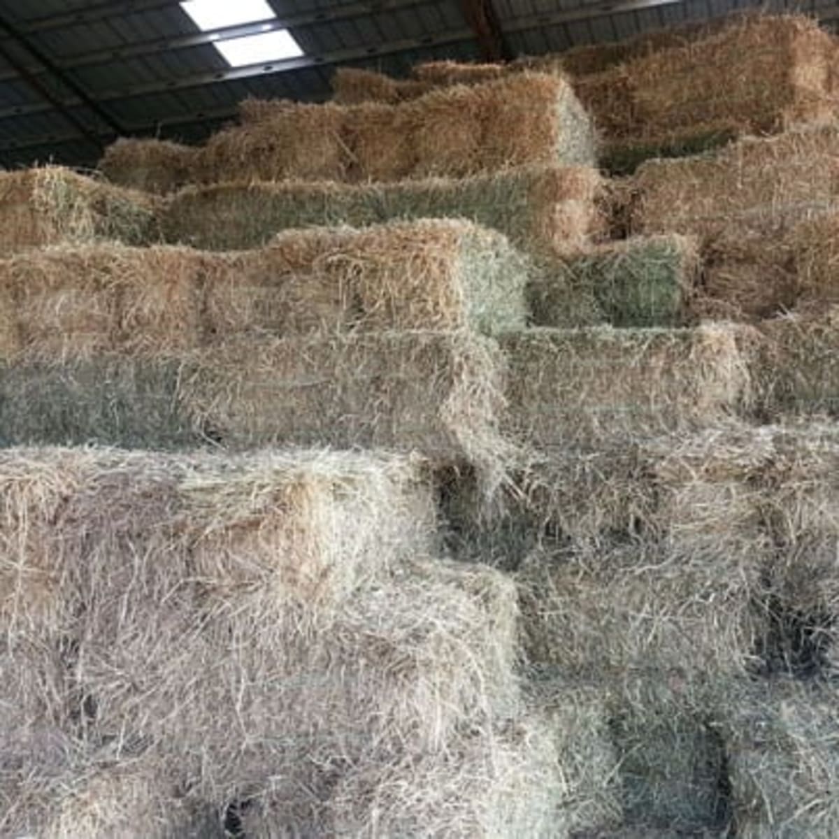 Understanding Hay Inoculants and Preservatives on 'Dry' Hay