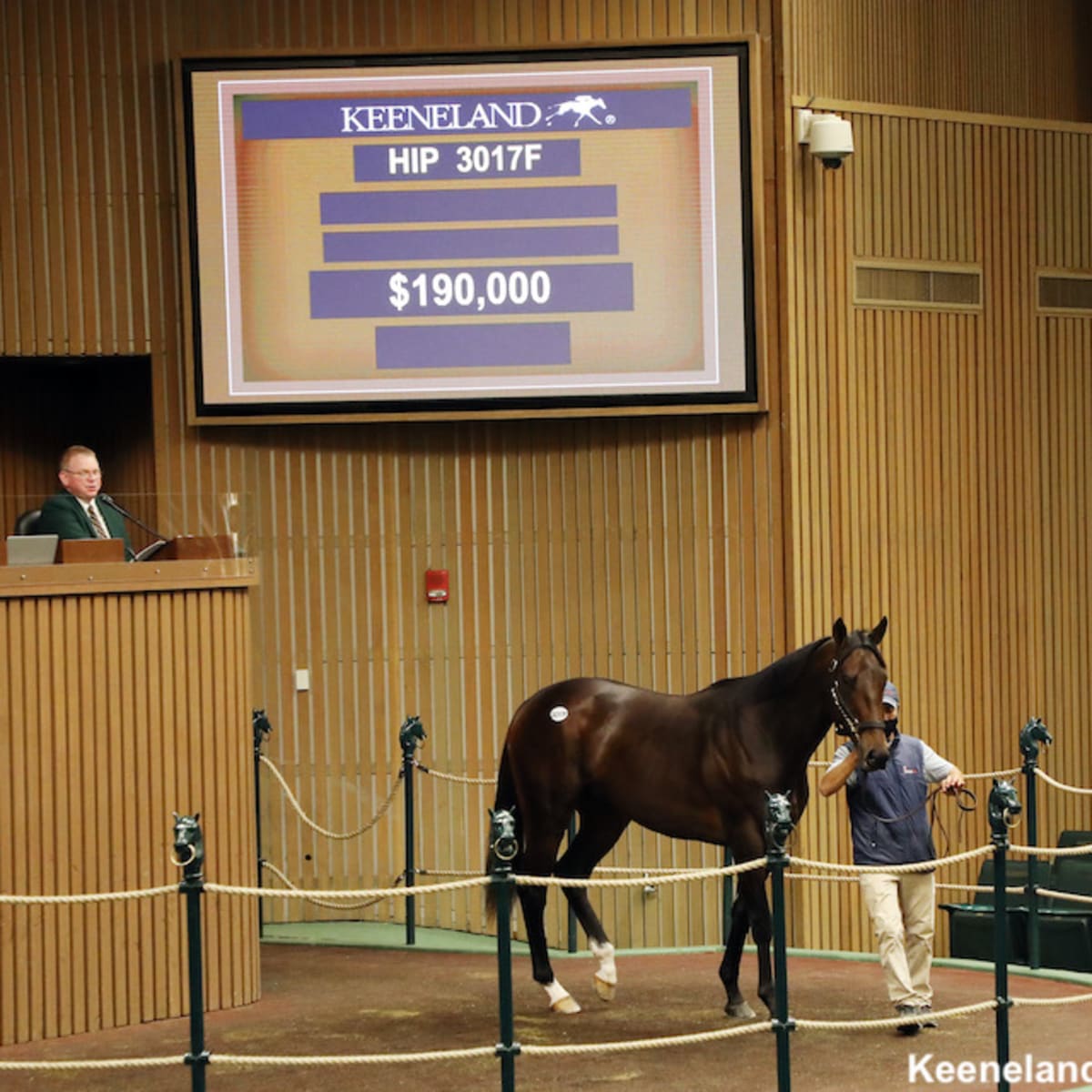 Zayat Stables Equine Liquidation Approaches Finish Line After Keeneland  November Sale - Paulick Report | Latest news and commentary from the horse  racing and equine world