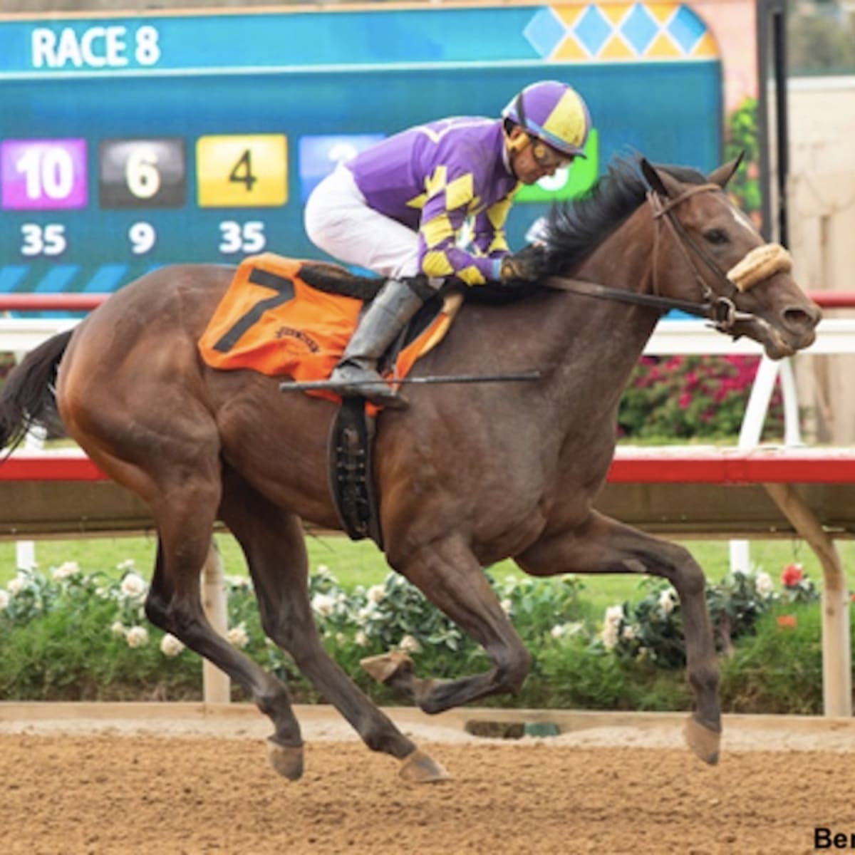 Now More Fit, Justique Ready To Redeem Herself In Saturday's Desi Arnaz -  Paulick Report | Shining Light on the Horse Industry