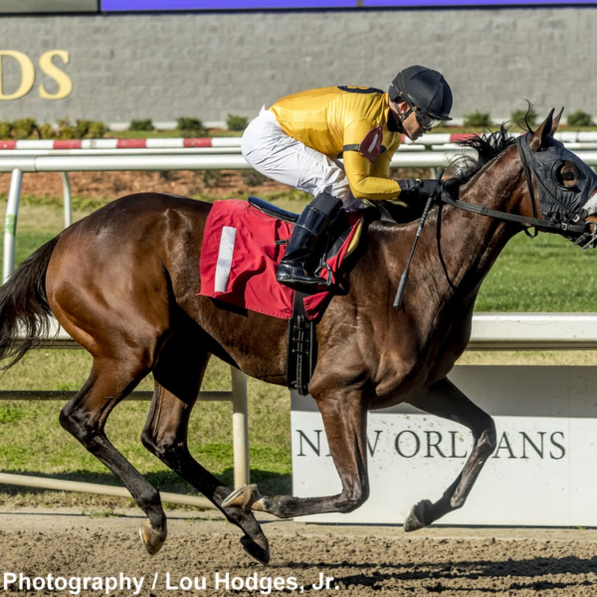 Eyeing $1 Million, Free Like A Girl Returns To Fair Grounds For Opening Day  - Paulick Report | Shining Light on the Horse Industry