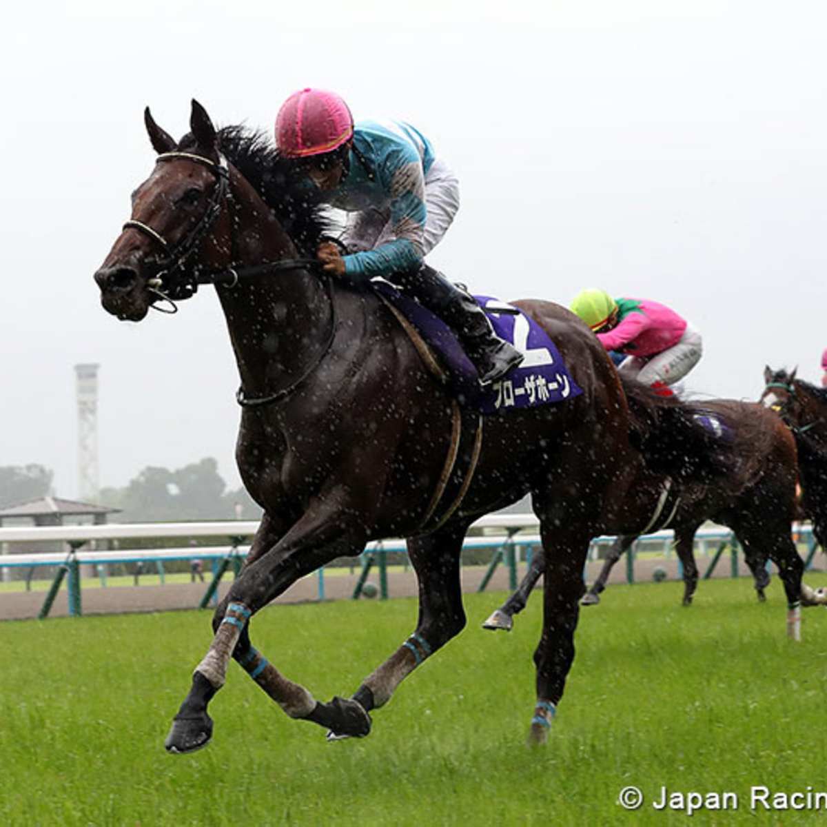 競走馬ハンドブック = THE RACEHORSE HANDBOOK 競走馬ハンドブック = THE RACEHORSE HANDBOOK - メルカリ