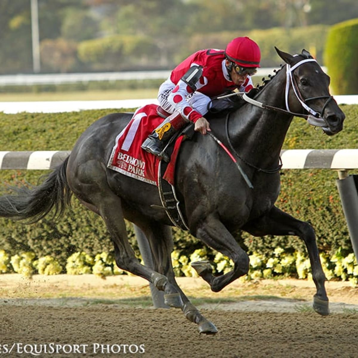 Champion Midnight Bisou, In Foal To Tapit, Supplemented To