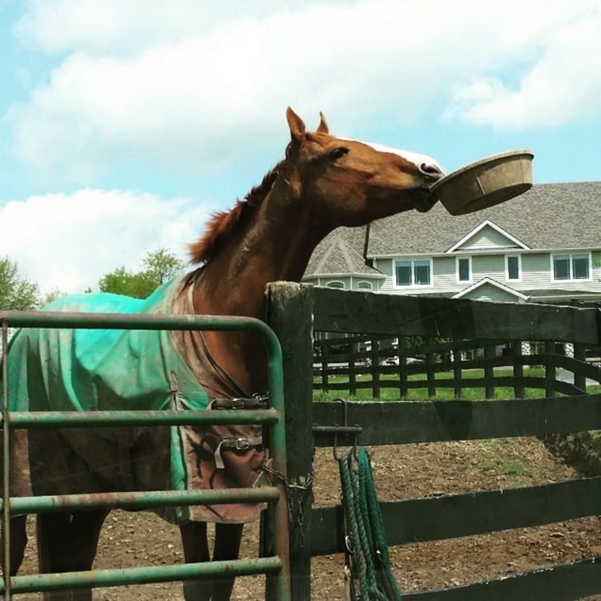 Horse feed near sales me